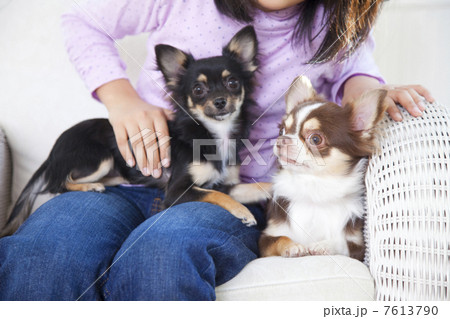 女の子の膝元にいる2匹のチワワ 7613790