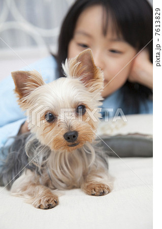 ヨークシャーテリアとベッドで寝転がる女の子 7613829