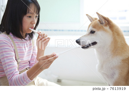 柴犬と歯磨きをする女の子 柴犬と歯磨きをする女の子 7613919