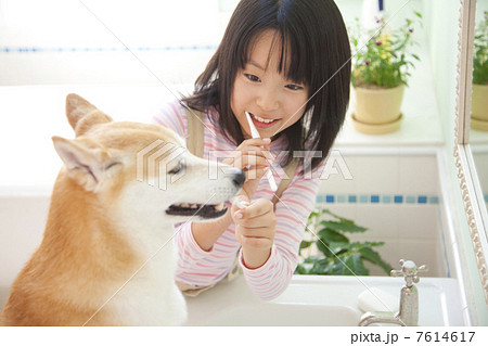 柴犬と歯磨きをする女の子 7614617