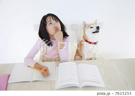 問題の解答を考える柴犬と女の子 問題の解答を考える柴犬と女の子 7615255