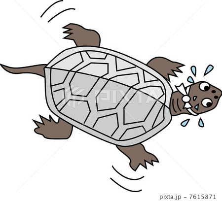 亀のイラスト素材