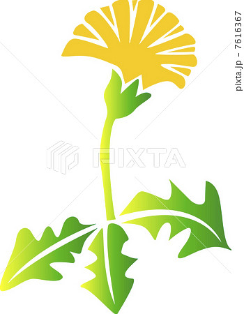 タンポポ 7616367