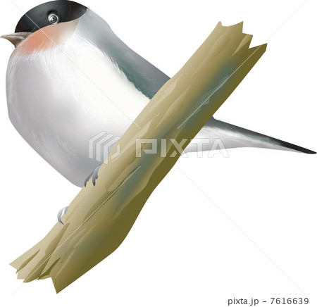 ウソ ウソ 7616639