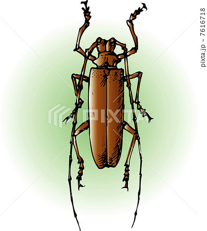 カミキリ 7616718