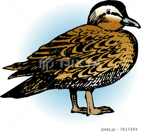 カルガモ 7617393