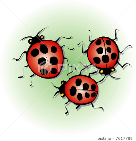 ナナホトテントウ 7617789