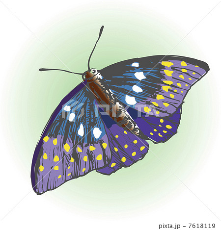 オオムラサキ 7618119