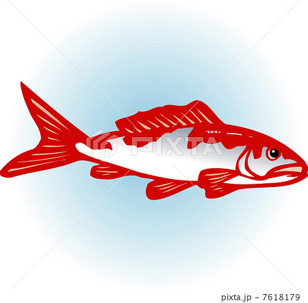 ニシキゴイ 7618179