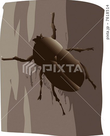 カブトムシ メス 7618514