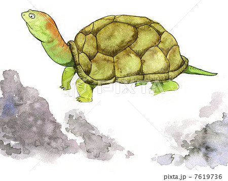カメ カメ 7619736