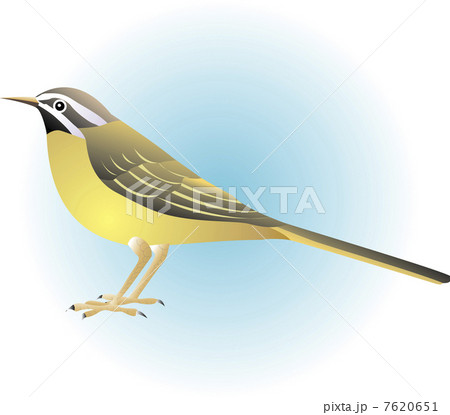 キセキレイ キセキレイ 7620651