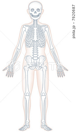 人体骨格模型のイラスト素材