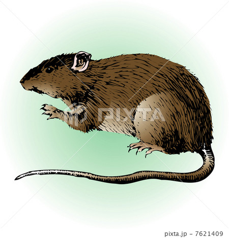 ネズミ ネズミ 7621409