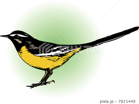 キセキレイ 7621440