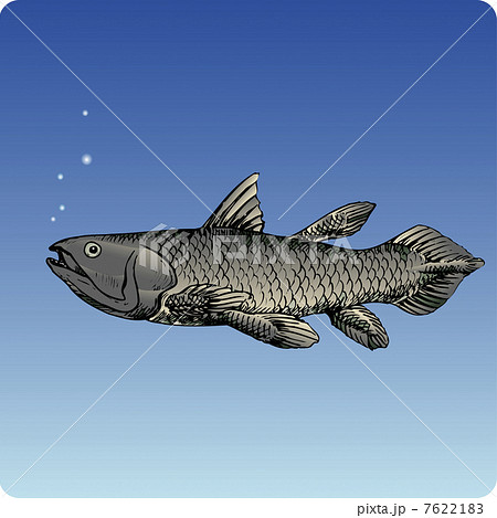 シーラカンス 7622183