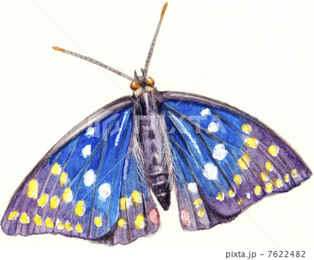 おおむらさき Oomurasaki - Stock Illustration [7622482] - PIXTA
