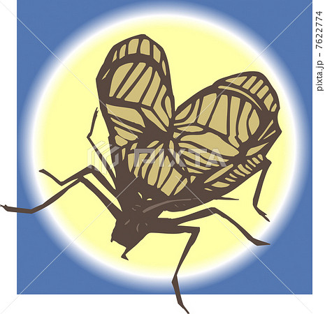 スズムシ スズムシ 7622774