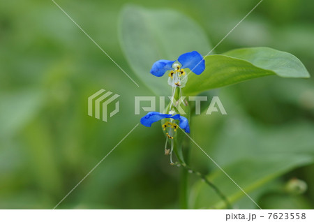 露草　朝の花 7623558