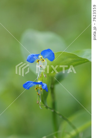 露草 朝の花 露草 朝の花 7623559