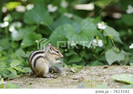 たたずむシマリス 7623582