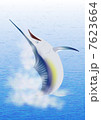 カジキ　イラスト 7623664
