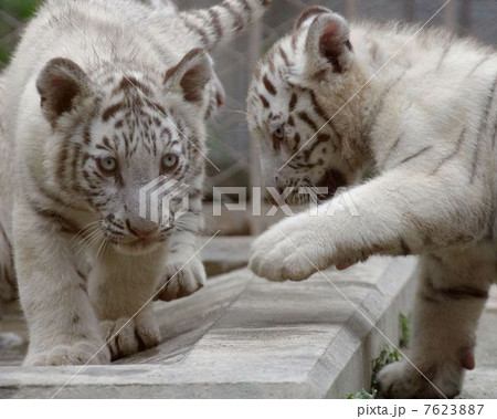 ホワイトタイガー 7623887