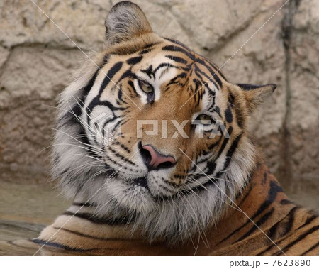 ベンガルトラ 7623890