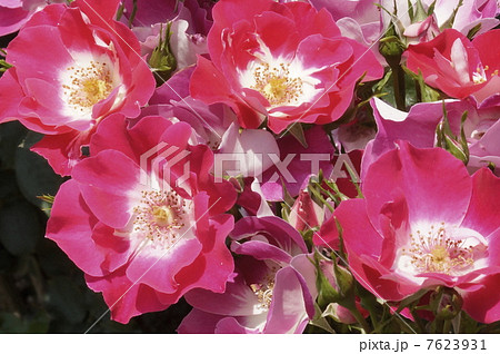 バラ　連弾　０３ 7623931