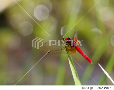 八丁蜻蛉 八丁蜻蛉 7623967