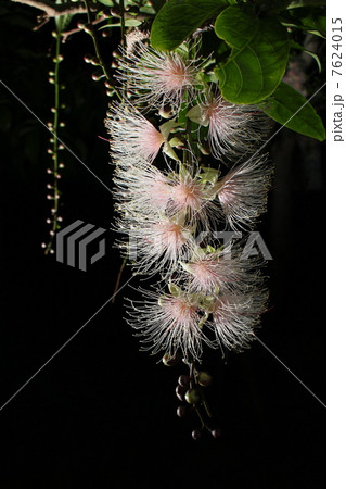 サガリバナ 7624015