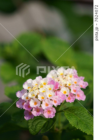 ランタナ　またの名を七変化。色が変わるのです。 7624072