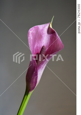 カラー カラー 7624300