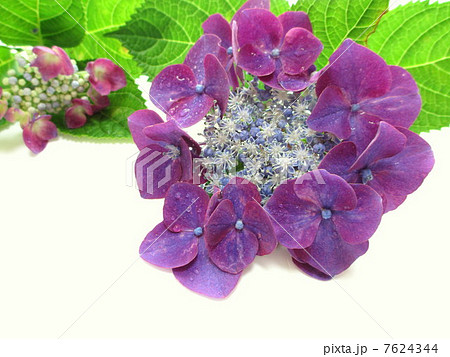 紫色のガクアジサイ 7624344