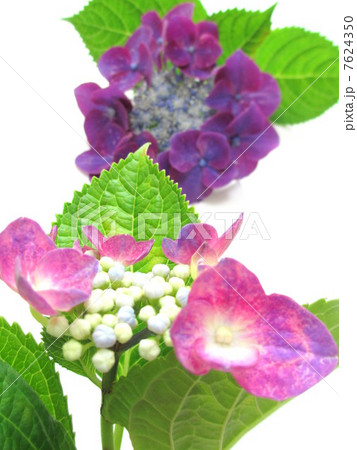 紫色のガクアジサイ 7624350