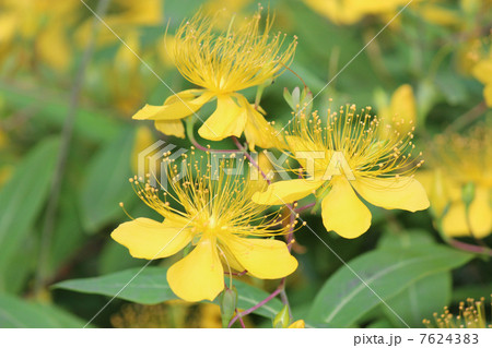 ビヨウヤナギ ビヨウヤナギ 7624383