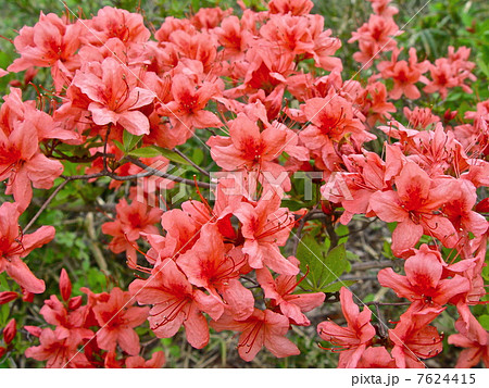 真っ赤に咲き乱れるヤマツツジ(鐘撞堂山/埼玉県寄居町) 真っ赤に咲き乱れるヤマツツジ(鐘撞堂山/埼玉県寄居町) 7624415