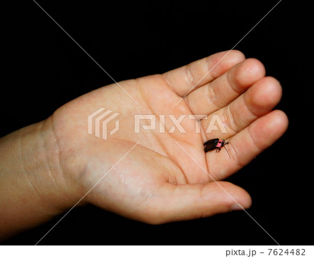 手のひらにのるホタル　A Firefly on A Hand 7624482
