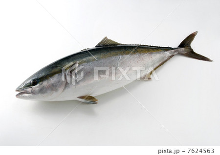 魚 鮮魚 ぶり 生鮮食品 海の幸 祝い魚 魚 鮮魚 ぶり 生鮮食品 海の幸 祝い魚 7624563