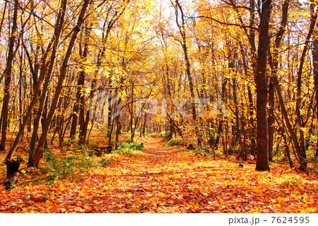 Autumn forest 7624595