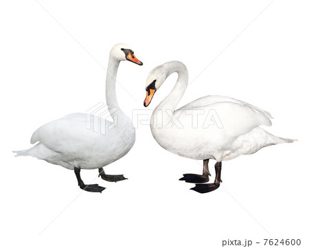 Two swans 7624600