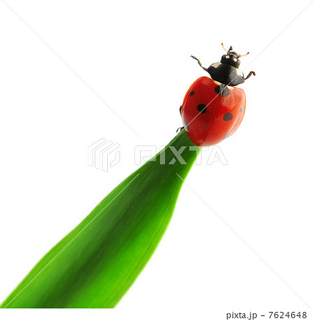ladybird (Adalia bipunctata) ladybird (Adalia bipunctata) 7624648