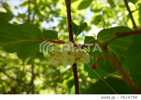 ミヤママタタビ 7624790