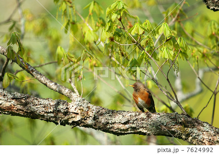 アカハラ アカハラ 7624992