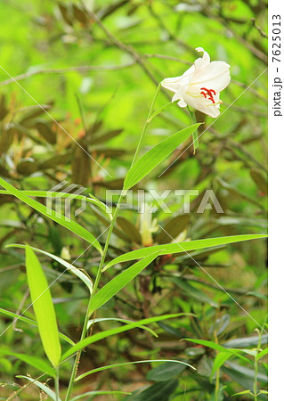 ササユリの花 7625013