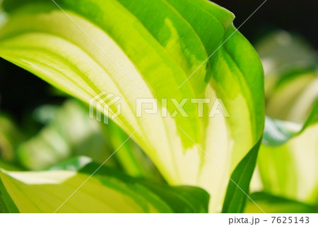 スジギボウシの葉 7625143