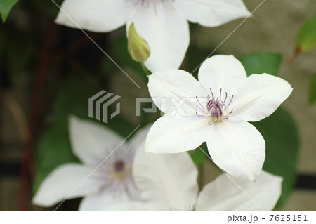 クレマチスの花 7625151