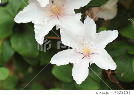 クレマチスの花 7625152