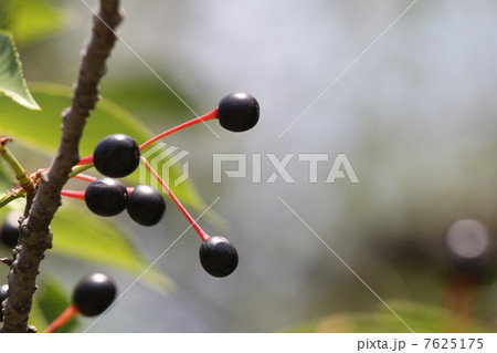 天城吉野 天城吉野 7625175