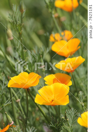 ハナビシソウ 7625191